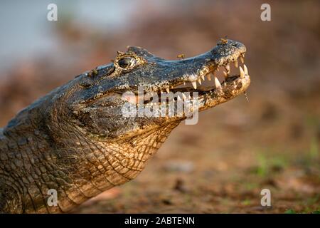 Ein Pantanal Kaimane (Caiman yacare) Stockfoto