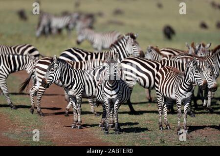 Zebras in der Savanne. Masai Mara National Park. Kenia. Stockfoto