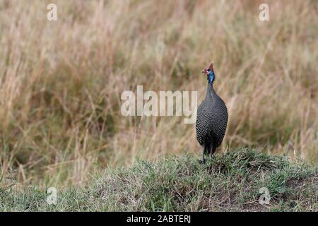 Behelmte guineafowl (Numida meleagris). Masai Mara National Park. Kenia. Stockfoto