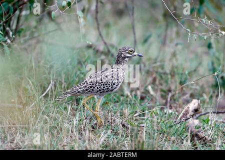 Spotted Dick - Knie Vogel (Burhinus capensis). Masai Mara National Park. Kenia. Stockfoto