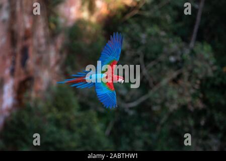 Rot-grünen Ara (Ara chloropterus) im Flug Stockfoto