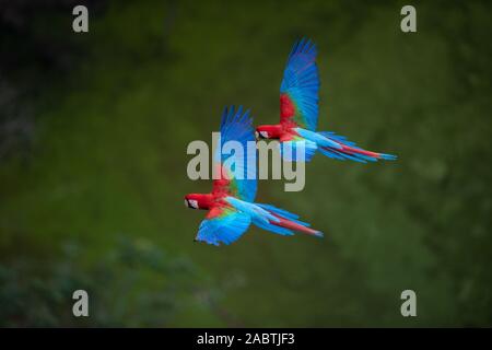 Rot-grünen Ara (Ara chloropterus) im Flug Stockfoto