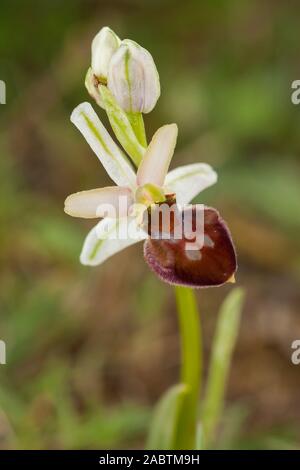 Wilde Blumen sind schön. Ophrys sphegodes Stockfoto