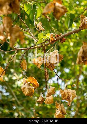 Eine getrocknete Herbst Blatt hängt an einem Ast. Nahaufnahme der getrockneten Blätter hängen auf der Niederlassungen Stockfoto