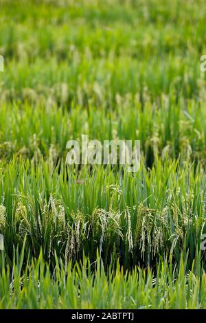 Reisfelder auf Terrassen. Sapa. Vietnam. Stockfoto