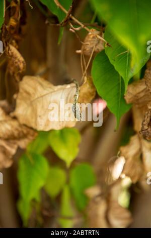 Tote trocken Grün asiatischen Weinstock Schlange Stockfoto