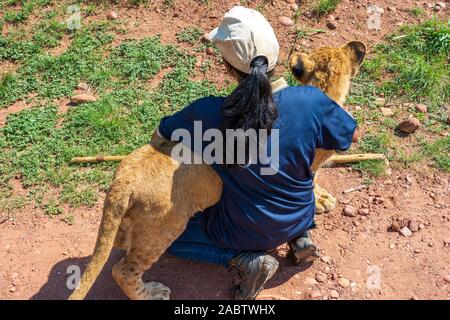 Afrikanische Frau kniend auf dem Boden und Kuscheln, umarmen und umarmt 8 Monate alten junior Löwe (Panthera leo) in der Nähe von Cullinan, Südafrika Stockfoto
