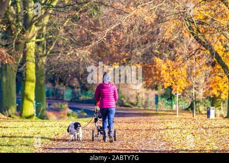 Northampton, U.K, Wetter, 29. November 2019, Abington Park, einem hellen, sonnigen Morgen für die Leute heraus Hund Fuß in den Park makiing ein schönes Cha Stockfoto