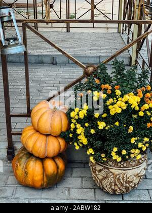Drei reife Kürbisse gelb und orange Blumen Stockfoto