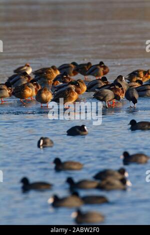 Die Stockente, das Blässhuhn auf dem gefrorenen See Soderica, Kroatien Stockfoto