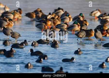 Die Stockente, das Blässhuhn auf dem gefrorenen See Soderica, Kroatien Stockfoto