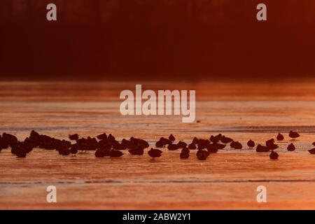 Die Stockente, das Blässhuhn auf dem zugefrorenen See am Abend Soderica, Kroatien Stockfoto