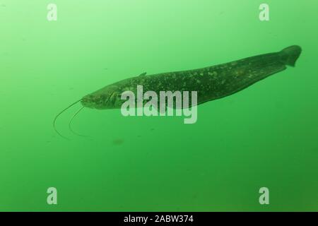 Der Wels Wels (Silurus glanis) Auch als Wels Stockfoto