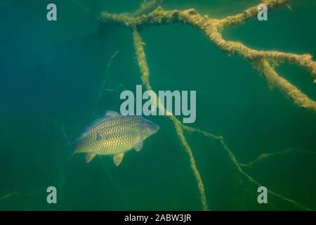 Unterwasser Foto der Karpfen oder Europäischen KARPFEN (CYPRINUS CARPIO) in Soderica See, Kroatien Stockfoto