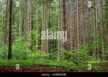 Das Waldgebiet der Granitz mit europäische Buche, Fagus sylvatica und Trauben-eiche, Quercus pontica, im Biosphärenreservat Südost Rügen, Deutschland Stockfoto