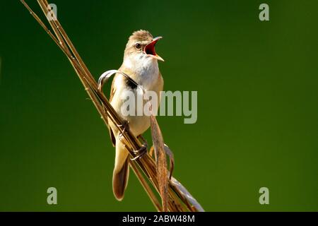 Große Reed Warbler singen im Schilf Stockfoto