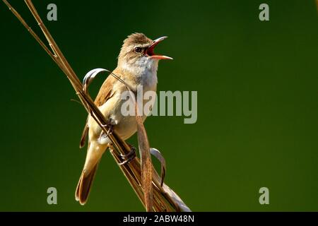 Große Reed Warbler singen im Schilf Stockfoto