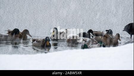 Die Stockente, das Blässhuhn auf dem gefrorenen See Soderica, Kroatien Stockfoto