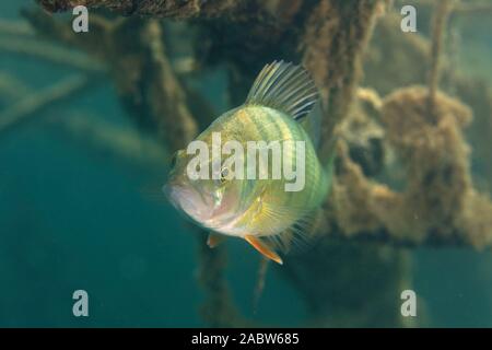 Unterwasser Foto von Perca fluviatilis, die gemeinhin als die gemeinsame Barsch bekannt, Europäische Barsch, in Soderica See, Kroatien Stockfoto