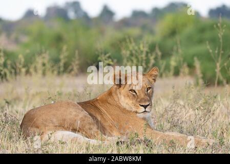 Portrait einer weiblichen Löwe entspannt im Gras Stockfoto