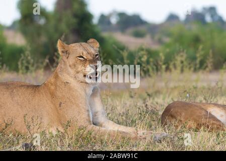 Portrait einer weiblichen Löwe entspannt im Gras Stockfoto