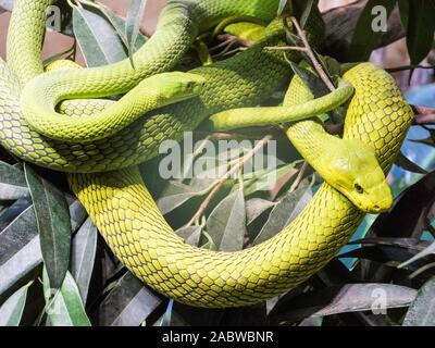 Grüne Mambas in Hagenbecks Tierpark, Dendrosapis angusticeps Stockfoto