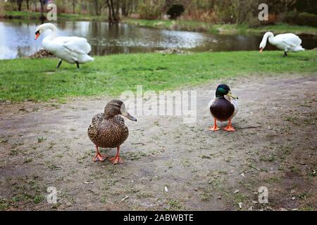 Ein paar Stockenten in der Nähe eines Teiches. Schwäne in einem Hintergrund Stockfoto