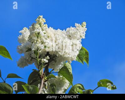 Blühender Weisser Flieder (Syringa), Stockfoto