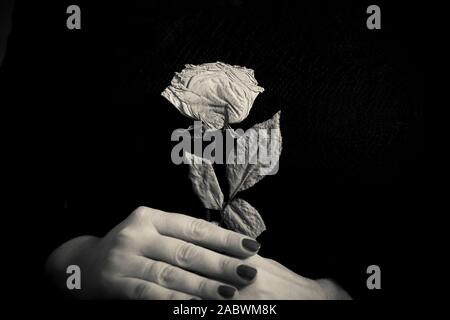 Eine Nahaufnahme der weiblichen Hände halten ein trockener Rose in Schwarz und Weiß Stockfoto