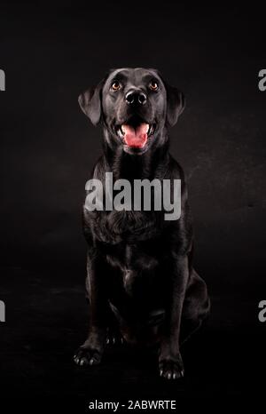 Schwarzer Labrador Hund mit seine Zunge heraus, sitzt auf einem schwarzen Hintergrund Stockfoto