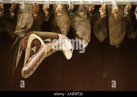 Atlas oder attacus Atlas Butterfly ist die höchste Schmetterling auf diesem Planeten. Es kommt einfach aus dem Kokon Stockfoto