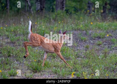 Weißwedelhirsche fawn läuft im Gras in den frühen Sommer Wiese in Kanada Stockfoto