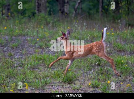 Weißwedelhirsche fawn läuft im Gras in den frühen Sommer Wiese in Kanada Stockfoto