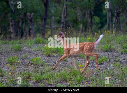 Weißwedelhirsche fawn läuft im Gras in den frühen Sommer Wiese in Kanada Stockfoto