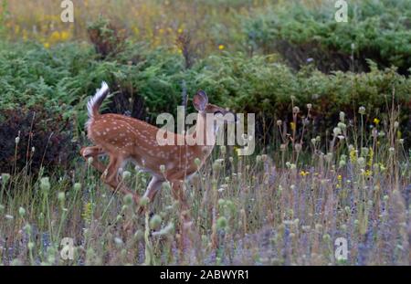 Weißwedelhirsche fawn läuft im Gras in den frühen Sommer Wiese in Kanada Stockfoto