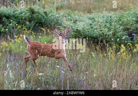 Weißwedelhirsche fawn läuft im Gras in den frühen Sommer Wiese in Kanada Stockfoto