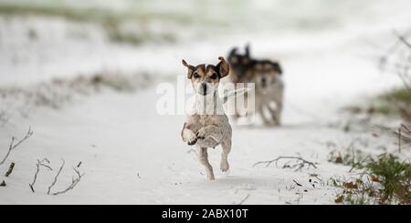 Süße kleine Jack Russell Terrier hunde glücklich laufen über eine verschneite Wiese im Winter. Stockfoto