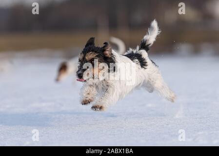 Süße kleine Jack Russell Terrier hunde glücklich laufen über eine verschneite Wiese im Winter. Stockfoto