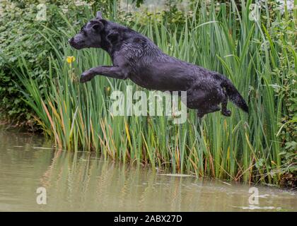 Schwarzer Labrador sprang in einen Teich Stockfoto