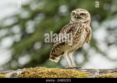 Grabende Eule sitzen auf einer Mauer Stockfoto