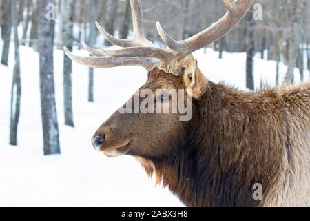 Bullenschweine mit großen Geweihen, isoliert vor weißem Hintergrund, die im Winterschnee Kanadas wandern Stockfoto