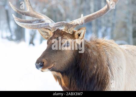 Bullenschweine mit großen Geweihen, isoliert vor weißem Hintergrund, die im Winterschnee Kanadas wandern Stockfoto