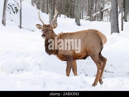 Bull Elk isoliert gegen einen weißen Hintergrund wandern im Winter Schnee in Kanada Stockfoto