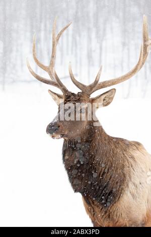 Bullenschweine mit großen Geweihen, isoliert vor weißem Hintergrund, die im Winterschnee Kanadas wandern Stockfoto