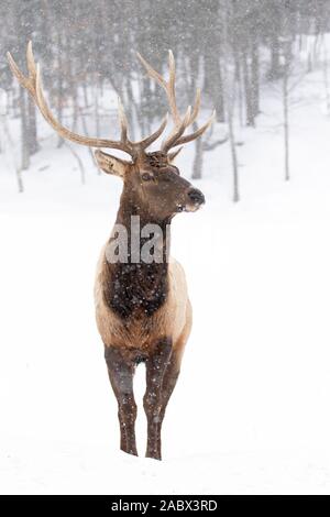 Bullenschweine mit großen Geweihen, isoliert vor weißem Hintergrund, die im Winterschnee Kanadas wandern Stockfoto