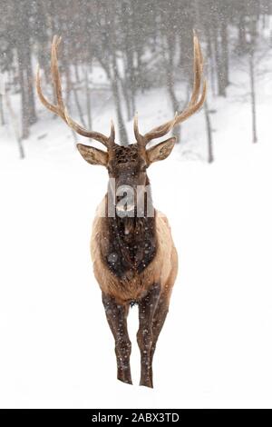 Bullenschweine mit großen Geweihen, isoliert vor weißem Hintergrund, die im Winterschnee Kanadas wandern Stockfoto