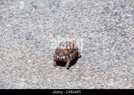 Schildkröte anwinkeln Stockfoto