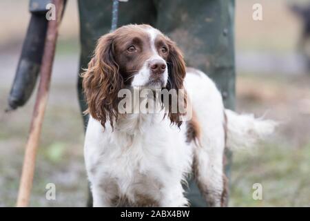 Saubere springer Spaniel zu Beginn eines Shoottages Stockfoto