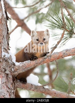 Marder ruht auf einem schneebedeckten Zweig in Algonquin Park, Kanada im Winter Stockfoto