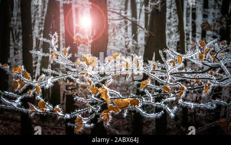 Frosty Äste und Baumstämme im Winter Sonnenlicht Stockfoto